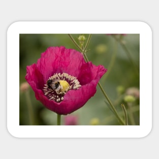 Bee in a Poppy Sticker